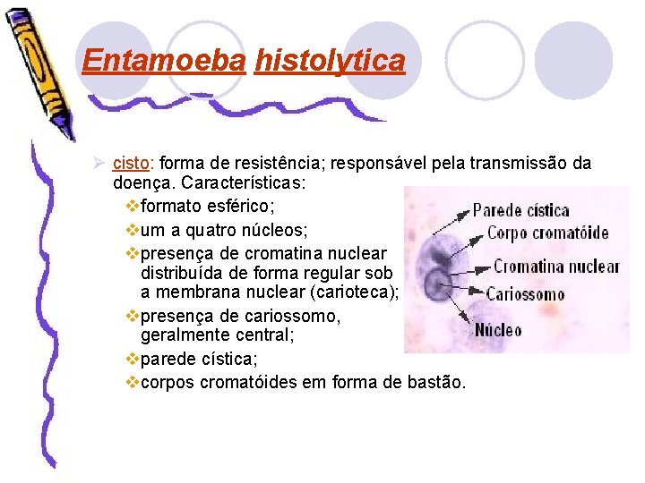 Entamoeba histolytica Ø cisto: forma de resistência; responsável pela transmissão da doença. Características: vformato