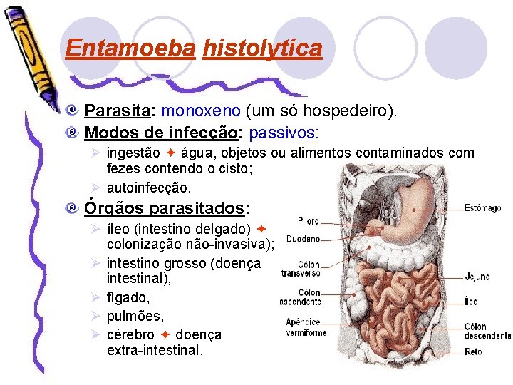 Entamoeba histolytica Parasita: monoxeno (um só hospedeiro). Modos de infecção: passivos: Ø ingestão água,