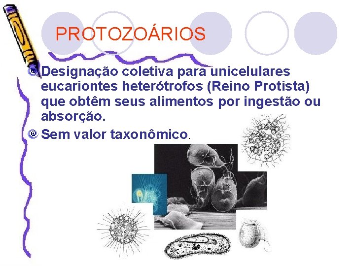 PROTOZOÁRIOS Designação coletiva para unicelulares eucariontes heterótrofos (Reino Protista) que obtêm seus alimentos por
