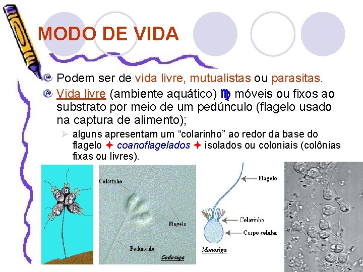 MODO DE VIDA Podem ser de vida livre, mutualistas ou parasitas. Vida livre (ambiente