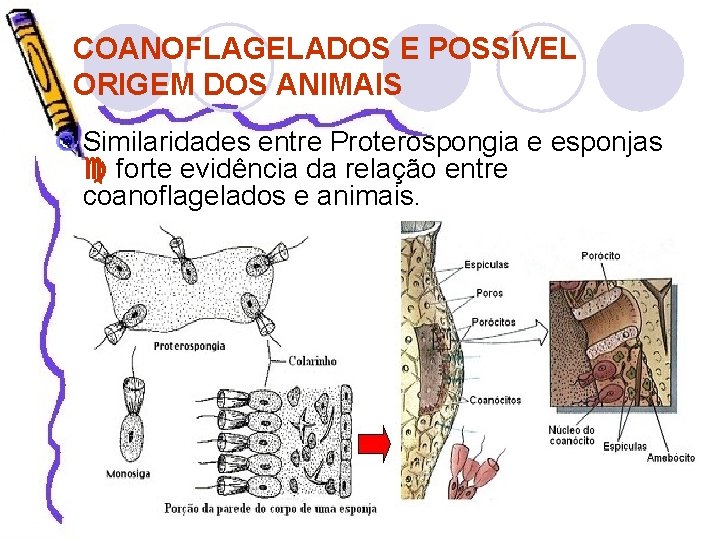 COANOFLAGELADOS E POSSÍVEL ORIGEM DOS ANIMAIS Similaridades entre Proterospongia e esponjas forte evidência da