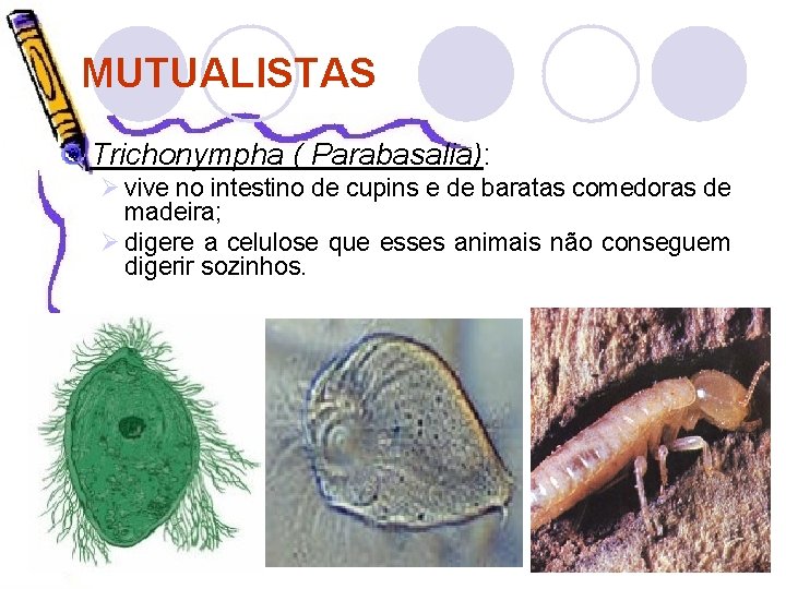 MUTUALISTAS Trichonympha ( Parabasalia): Ø vive no intestino de cupins e de baratas comedoras