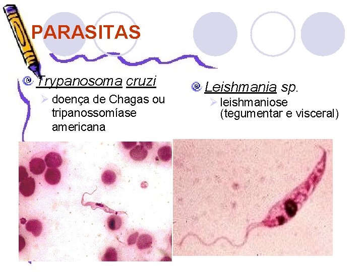 PARASITAS Trypanosoma cruzi Ø doença de Chagas ou tripanossomíase americana Leishmania sp. Ø leishmaniose