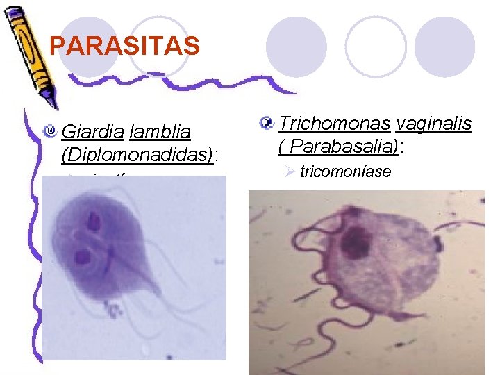 PARASITAS Giardia lamblia (Diplomonadidas): Ø giardíase Trichomonas vaginalis ( Parabasalia): Ø tricomoníase 