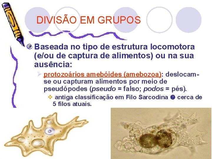 DIVISÃO EM GRUPOS Baseada no tipo de estrutura locomotora (e/ou de captura de alimentos)