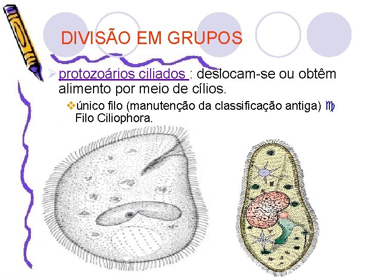 DIVISÃO EM GRUPOS Øprotozoários ciliados : deslocam-se ou obtêm alimento por meio de cílios.