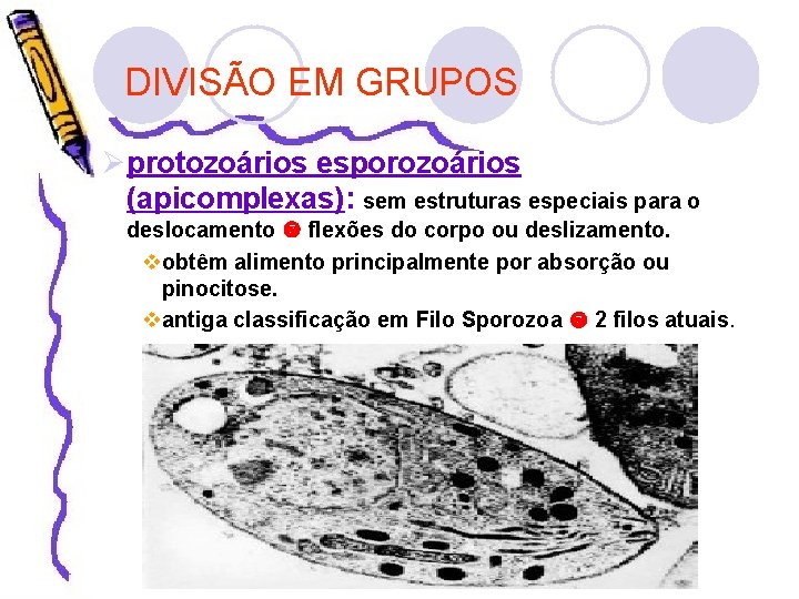 DIVISÃO EM GRUPOS Øprotozoários esporozoários (apicomplexas): sem estruturas especiais para o deslocamento flexões do