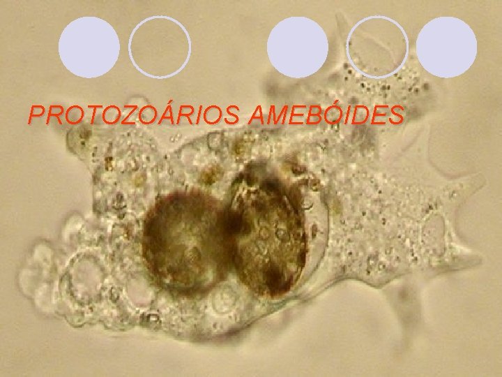 PROTOZOÁRIOS AMEBÓIDES 