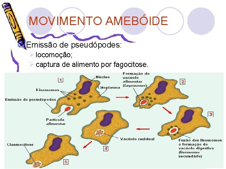 MOVIMENTO AMEBÓIDE Emissão de pseudópodes: Ø locomoção; Ø captura de alimento por fagocitose. 