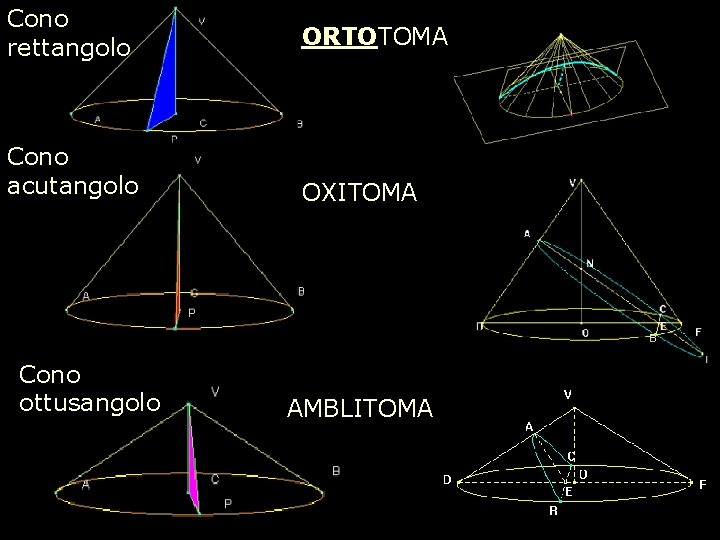 Cono rettangolo ORTOTOMA Cono acutangolo OXITOMA Cono ottusangolo AMBLITOMA 