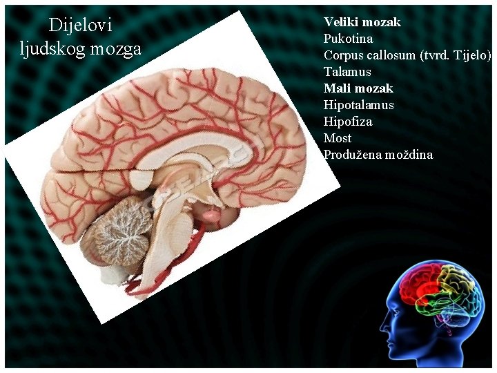 Dijelovi ljudskog mozga Veliki mozak Pukotina Corpus callosum (tvrd. Tijelo) Talamus Mali mozak Hipotalamus