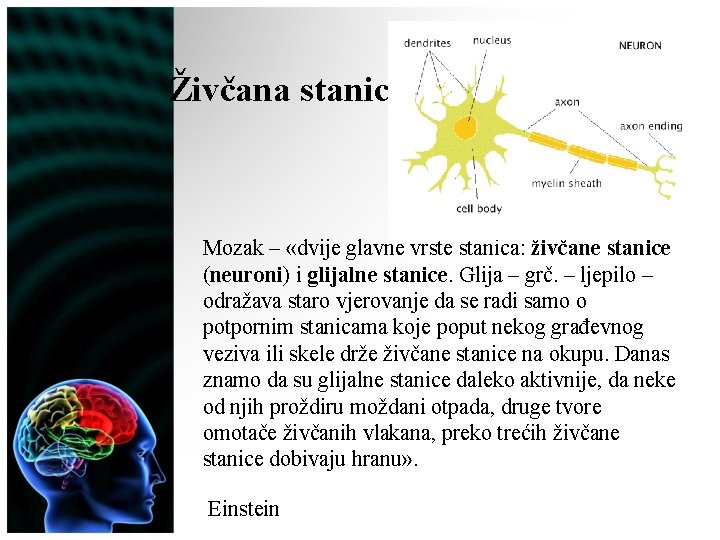 Živčana stanica Mozak – «dvije glavne vrste stanica: živčane stanice (neuroni) i glijalne stanice.