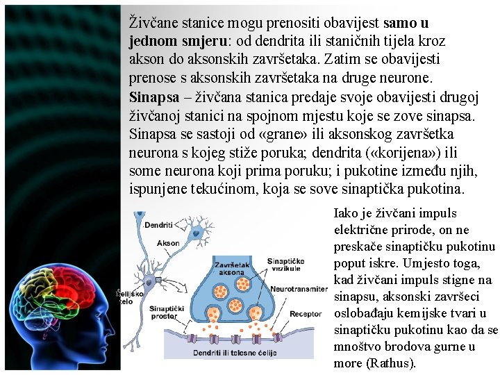 Živčane stanice mogu prenositi obavijest samo u jednom smjeru: od dendrita ili staničnih tijela