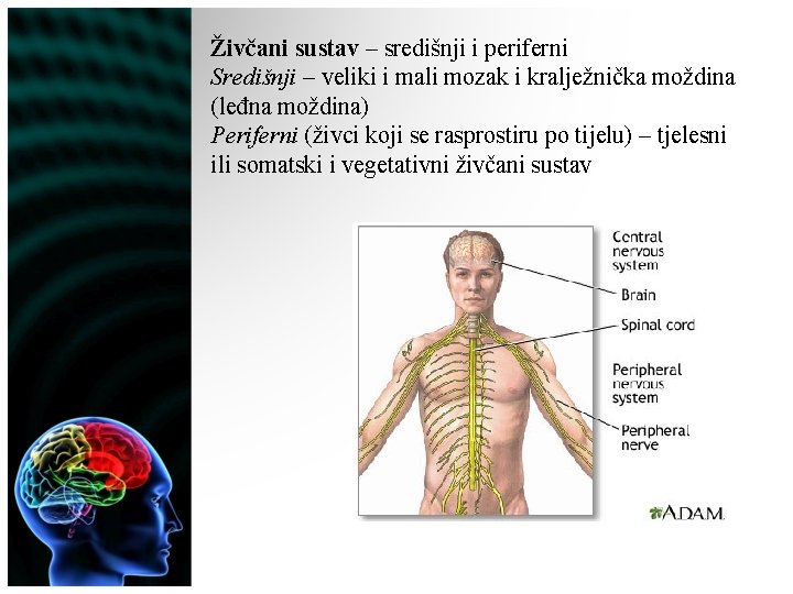 Živčani sustav – središnji i periferni Središnji – veliki i mali mozak i kralježnička