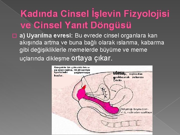 Kadında Cinsel İşlevin Fizyolojisi ve Cinsel Yanıt Döngüsü � a) Uyarılma evresi: Bu evrede