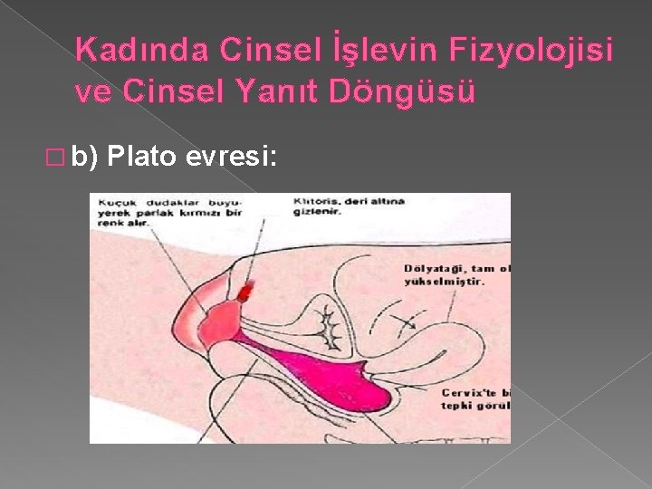 Kadında Cinsel İşlevin Fizyolojisi ve Cinsel Yanıt Döngüsü � b) Plato evresi: 