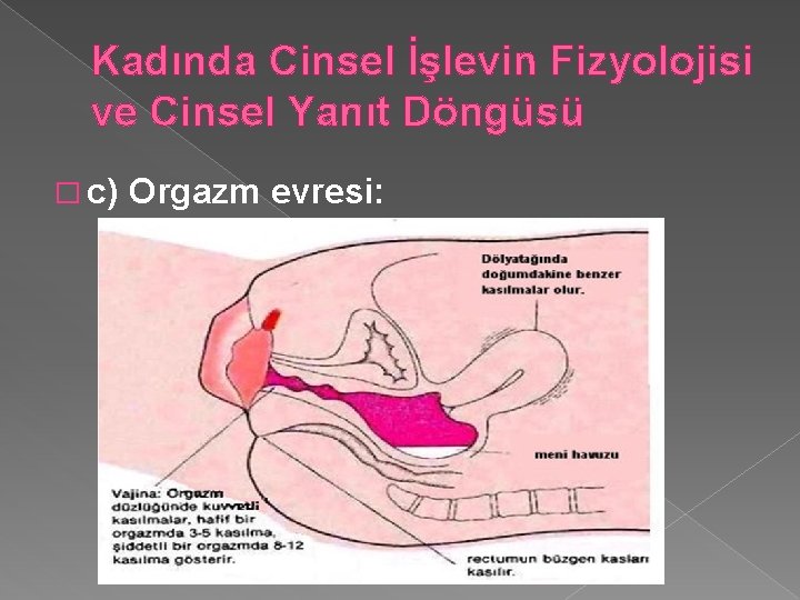 Kadında Cinsel İşlevin Fizyolojisi ve Cinsel Yanıt Döngüsü � c) Orgazm evresi: 