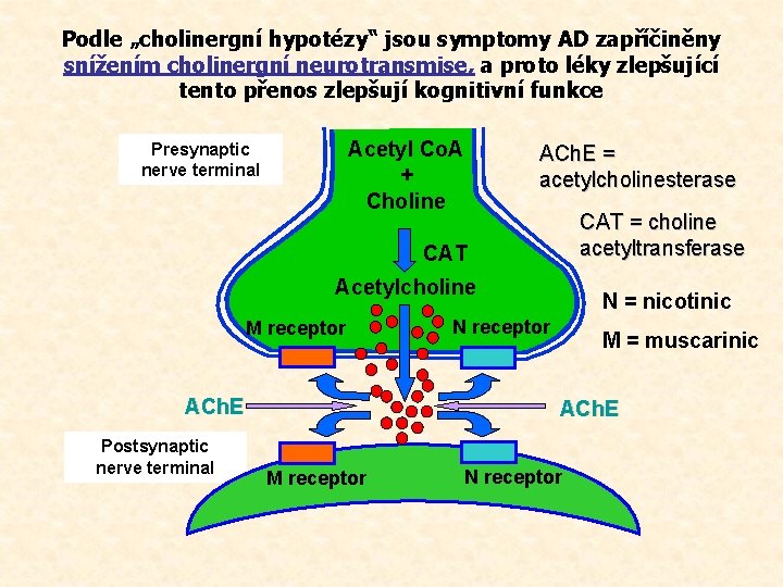 Podle „cholinergní hypotézy“ jsou symptomy AD zapříčiněny snížením cholinergní neurotransmise, a proto léky zlepšující