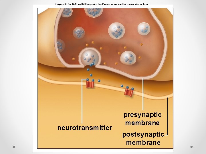 Copyright © The Mc. Graw-Hill Companies, Inc. Permission required for reproduction or display. neurotransmitter Copyright © The Mc. Graw-Hill Companies, Inc. Permission required for reproduction or display. neurotransmitter