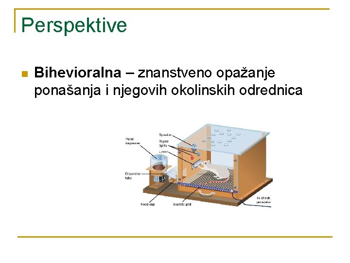 Perspektive n Bihevioralna – znanstveno opažanje ponašanja i njegovih okolinskih odrednica 