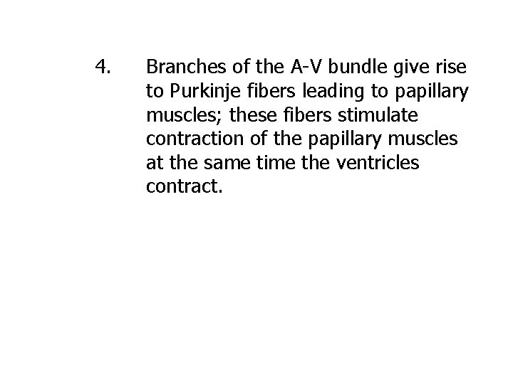 4. Branches of the A-V bundle give rise to Purkinje fibers leading to papillary