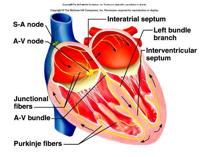 Copyright The Mc. Graw-Hill Companies, Inc. Permission required for reproduction or display. 