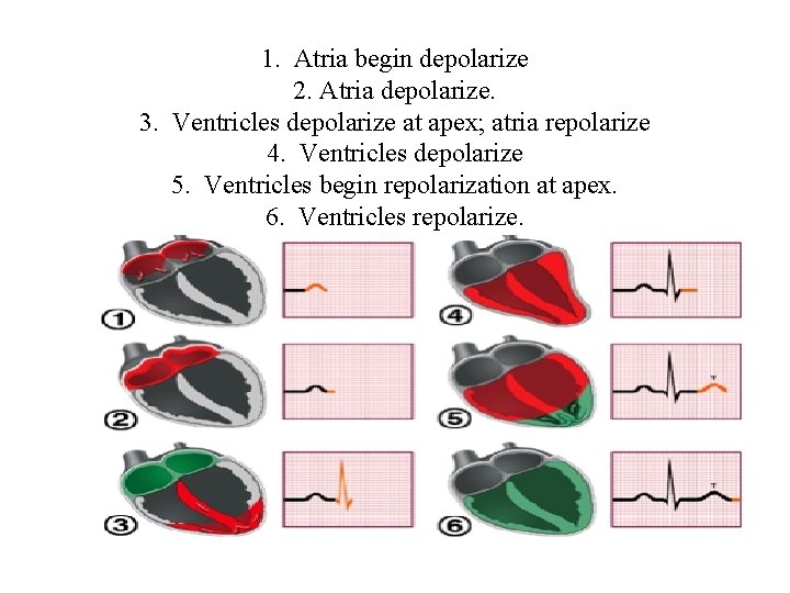 1. Atria begin depolarize 2. Atria depolarize. 3. Ventricles depolarize at apex; atria repolarize
