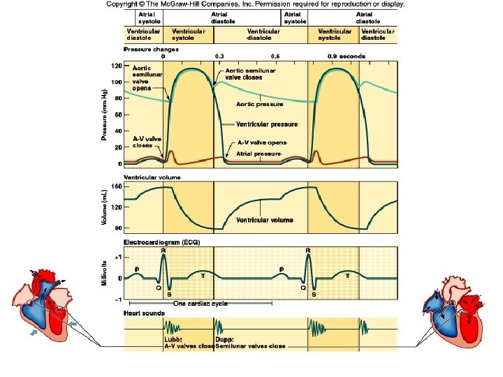 Copyright The Mc. Graw-Hill Companies, Inc. Permission required for reproduction or display. 