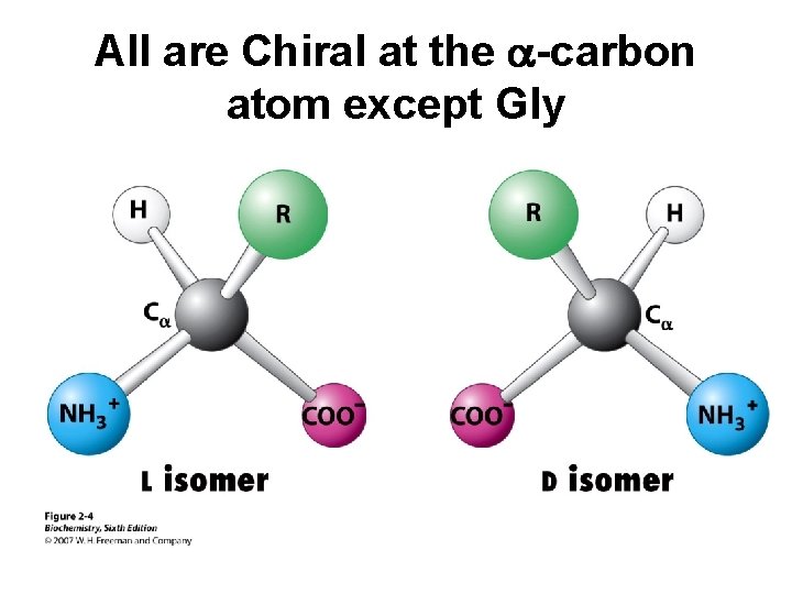 All are Chiral at the a-carbon atom except Gly 