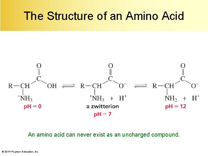 The Structure of an Amino Acid An amino acid can never exist as an