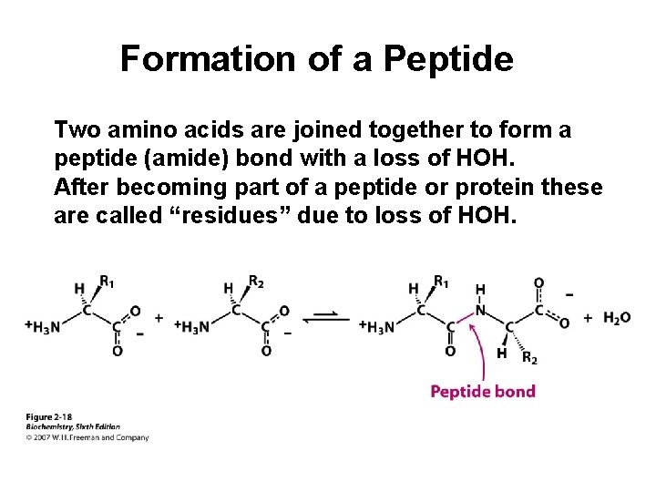 Formation of a Peptide Two amino acids are joined together to form a peptide