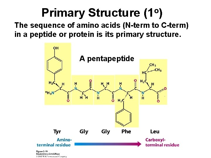 Primary Structure (1 o) The sequence of amino acids (N-term to C-term) in a