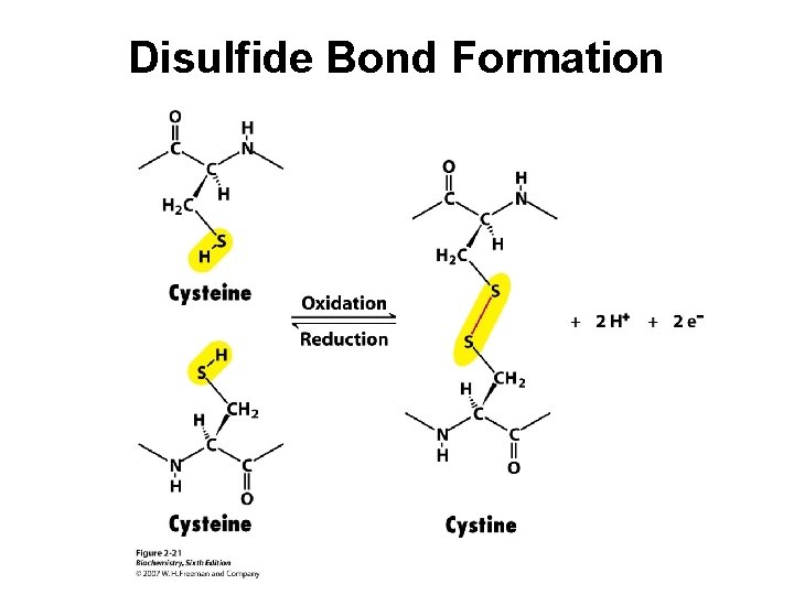 Disulfide Bond Formation 
