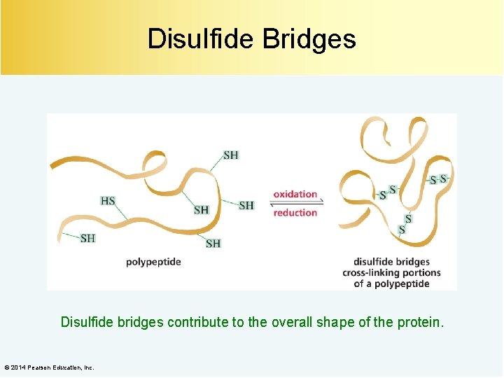 Disulfide Bridges Disulfide bridges contribute to the overall shape of the protein. © 2014