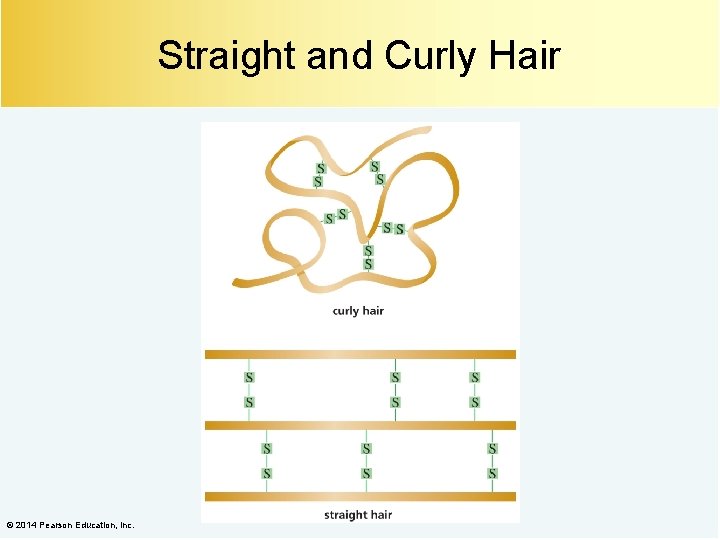 Straight and Curly Hair © 2014 Pearson Education, Inc. 