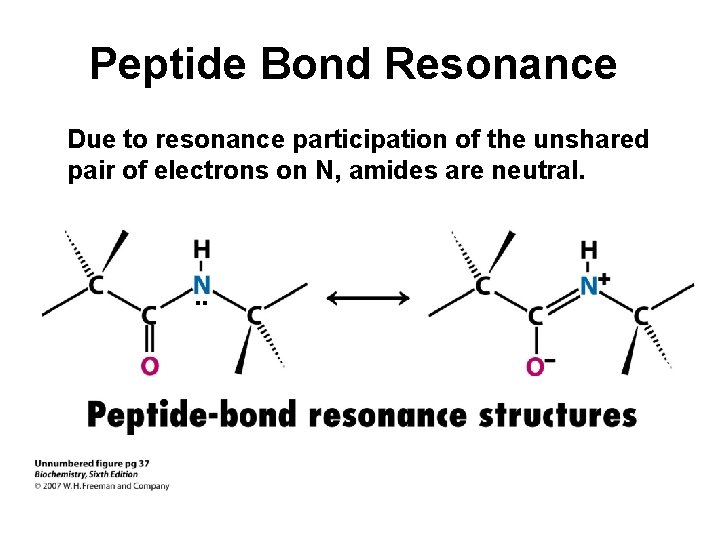 Peptide Bond Resonance Due to resonance participation of the unshared pair of electrons on