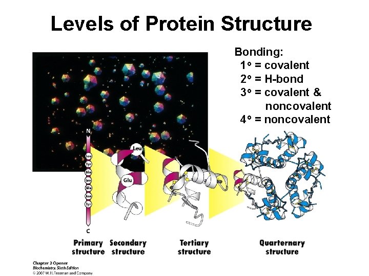 Levels of Protein Structure Bonding: 1 o = covalent 2 o = H-bond 3