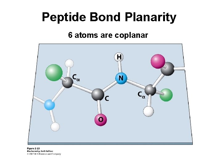 Peptide Bond Planarity 6 atoms are coplanar 