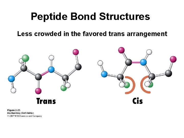 Peptide Bond Structures Less crowded in the favored trans arrangement 