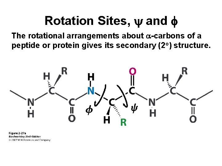 Rotation Sites, y and f The rotational arrangements about a-carbons of a peptide or