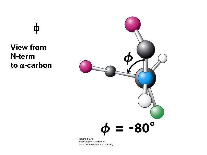 f View from N-term to a-carbon 