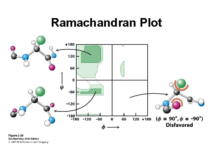 Ramachandran Plot 