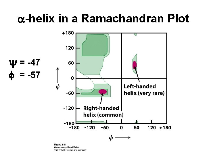 a-helix in a Ramachandran Plot y = -47 f = -57 