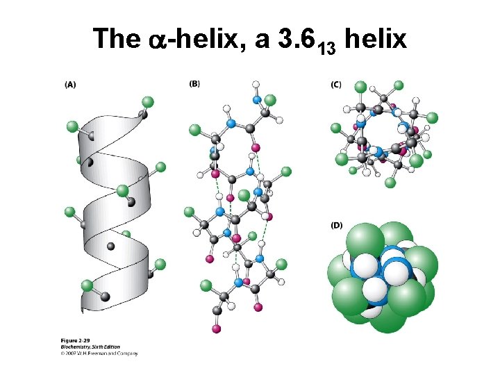 The a-helix, a 3. 613 helix 