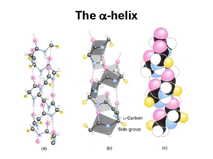 The a-helix 