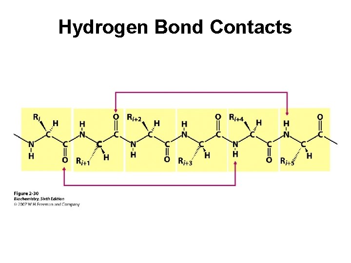 Hydrogen Bond Contacts 