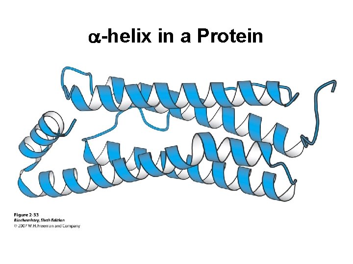 a-helix in a Protein 