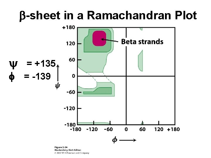 b-sheet in a Ramachandran Plot y f = +135 = -139 