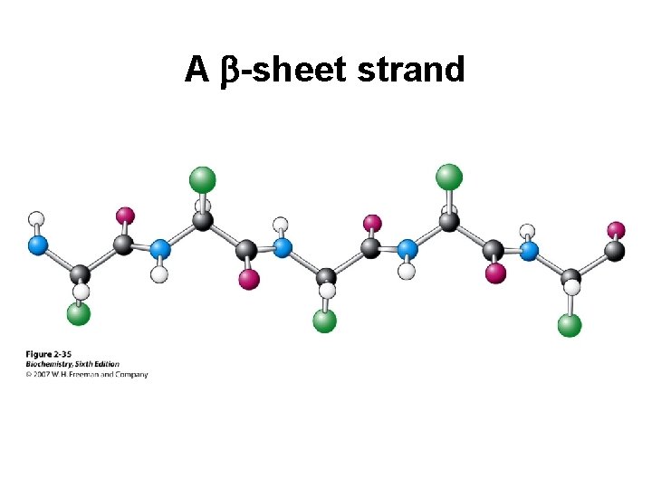 A b-sheet strand 