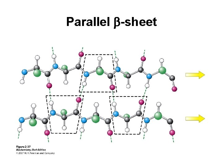 Parallel b-sheet 